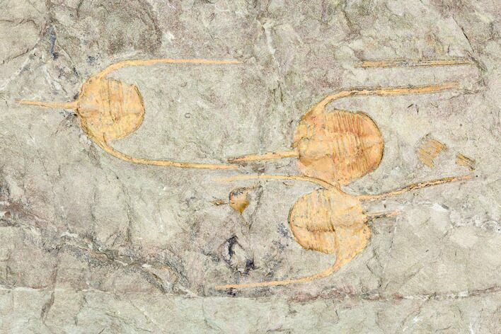 Three Lonchodomas (Ampyx) Trilobites - Morocco #120741
